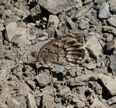Pseudochazara daghestana