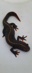 Triturus carnifex