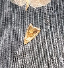 Maliattha marginalis