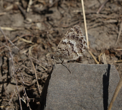 Pseudochazara daghestana