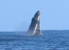 Megaptera novaeangliae australis