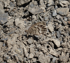 Pseudochazara daghestana