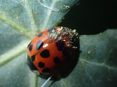 Hesperomyces harmoniae