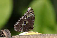 Morpho helenor