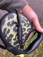 Ambystoma 'unisexual complex'