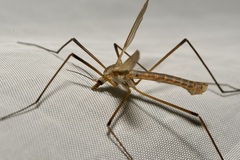 Tipula
