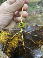 Pemphigus obesinymphae