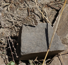 Pseudochazara daghestana