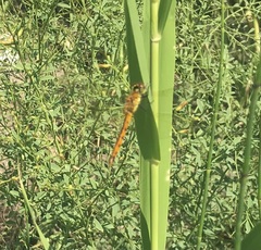 Sympetrum depressiusculum