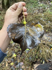 Pemphigus obesinymphae