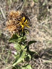 Grindelia adenodonta