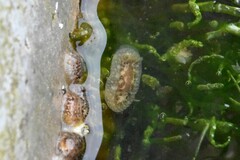 Onchidoris bilamellata