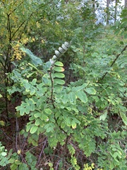 Caragana arborescens