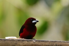 Ramphocelus dimidiatus