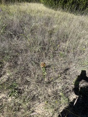 Grindelia adenodonta