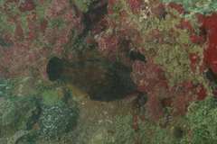 Cantherhines macrocerus