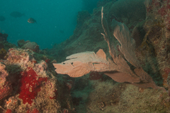 Phyllogorgia dilatata