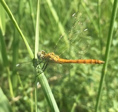 Sympetrum tibiale