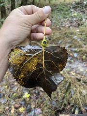 Pemphigus obesinymphae