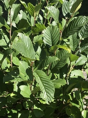 Rhamnus alpina