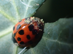 Hesperomyces harmoniae