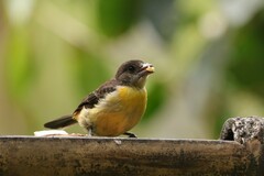 Ramphocelus flammigerus