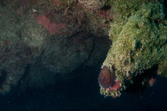 Montastraea cavernosa