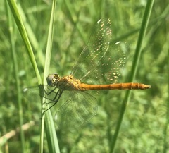 Sympetrum tibiale