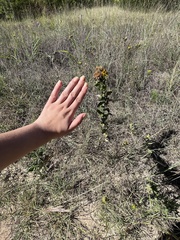Grindelia adenodonta