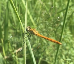 Sympetrum tibiale