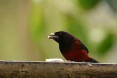 Ramphocelus dimidiatus