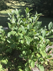 Rhamnus alpina