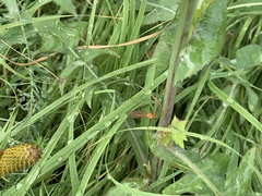 Nephrotoma ferruginea