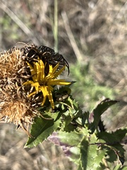 Grindelia adenodonta