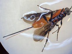 Aerophilus nigripes