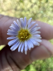 Symphyotrichum
