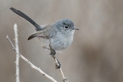 Polioptila californica
