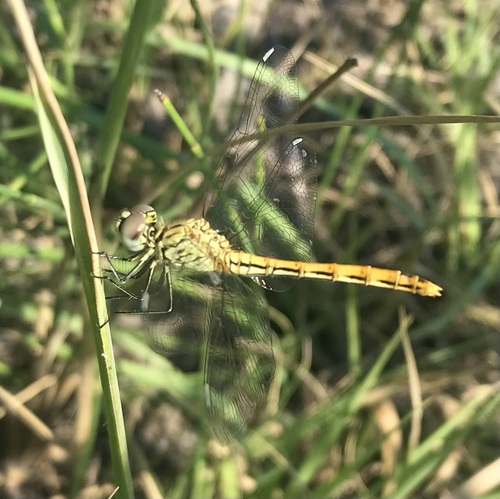 Sympetrum tibiale