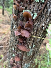 Auricularia