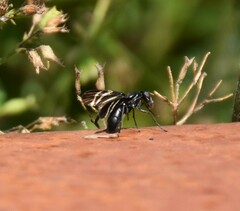 Tritoxa flexa