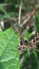 Stictopleurus punctatonervosus