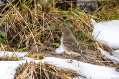 Anthus spinoletta spinoletta