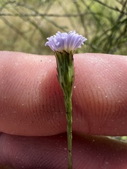 Symphyotrichum
