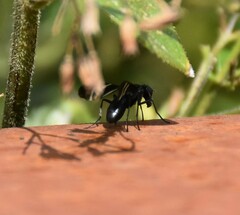 Tritoxa flexa