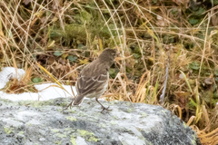Anthus spinoletta spinoletta