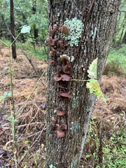 Auricularia