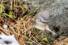 Anthus spinoletta spinoletta