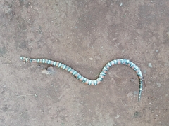 Lampropeltis polyzona