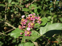 Malpighia glabra