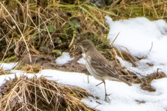 Anthus spinoletta spinoletta